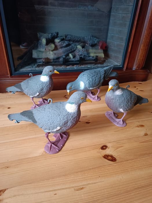 Оригінальні профіля голуба вяхірь,чучело голуба вяхирь.