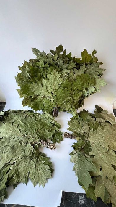 Witki dębowe Miotła kąpielowa z dębu kanadyjskiego