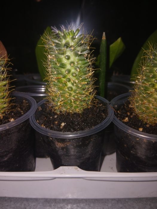 Кактус мамилярия