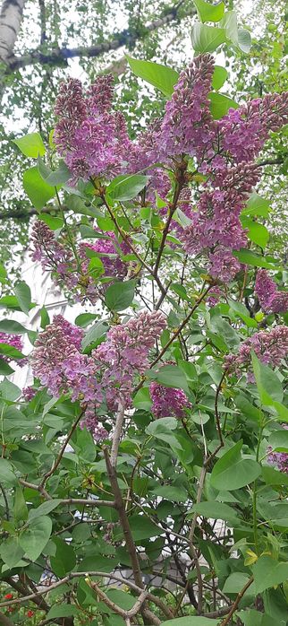 Продам саженцы сирени