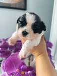 Shih tzu tricolor suczka  Pola rodowód 4 pokoleniowy zhpr UCI umowa