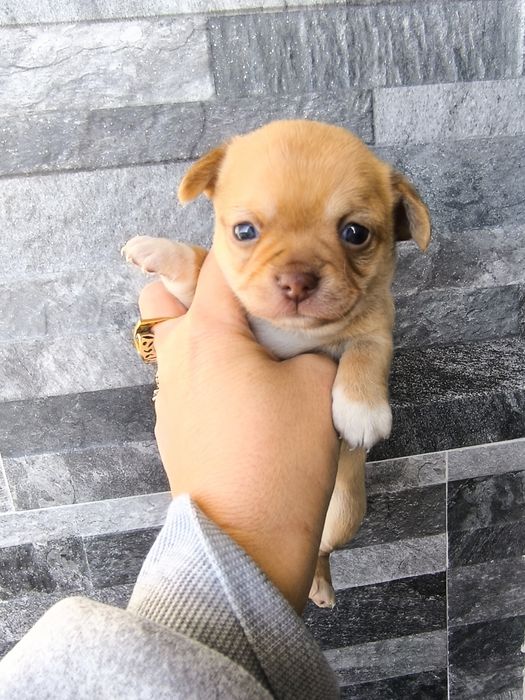 Chihuahua Mini Menino de olhos azuis.