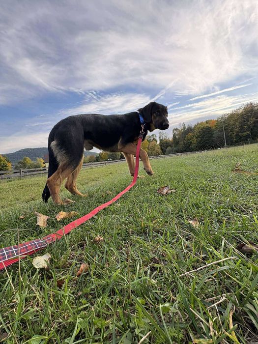 Roczny Psiak w typie beaucerona - UNIKAT
