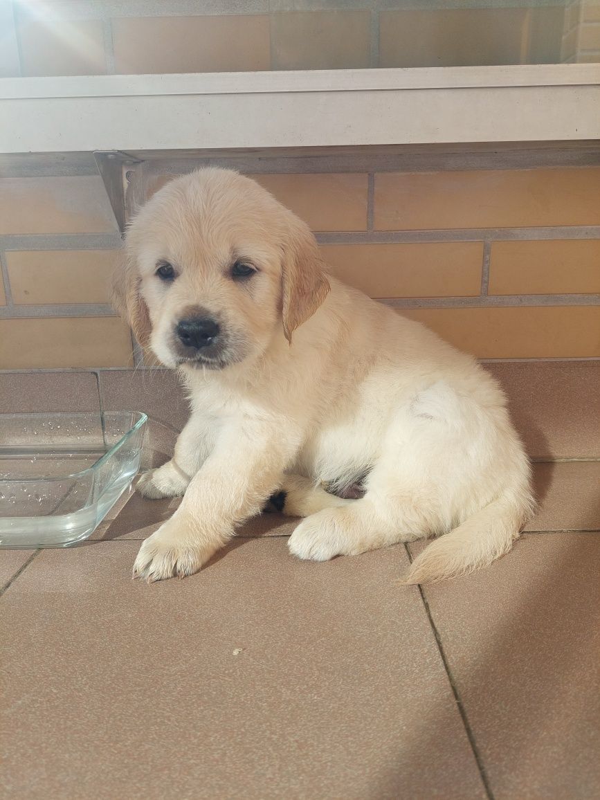 Golden Retriever