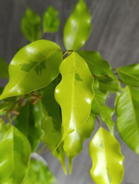 Фікус бенжаміна набір із 4