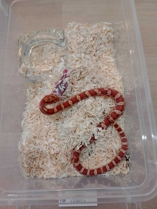 Wąż zbożowy nr 13. Hypo, SAMICA - sklep terrarystyczny ANIMALE