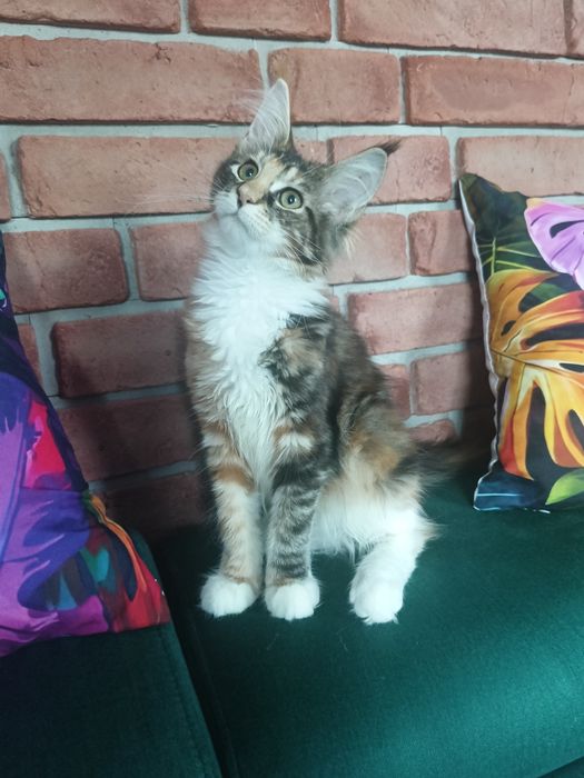 Piękna koteczka Maine Coon