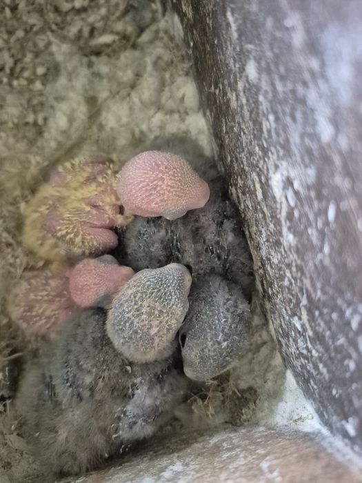 Agapornis rosicollis  bebés