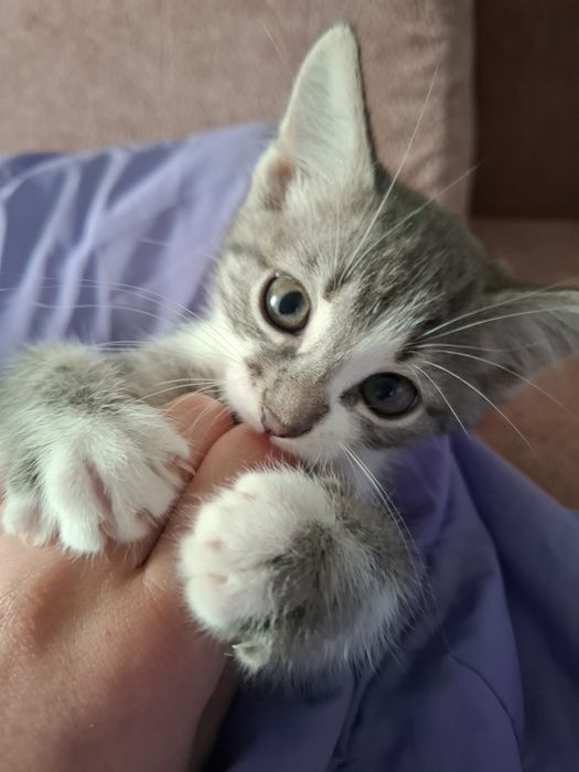 Віддам кошенятко безкоштовно