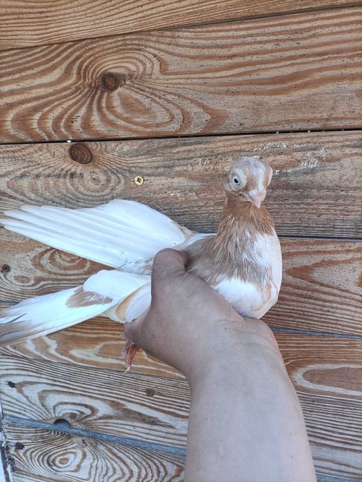 Sprzedam gołębie zamojskie