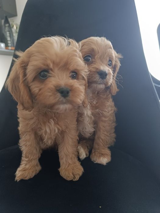 Cavapoo śliczny piesek