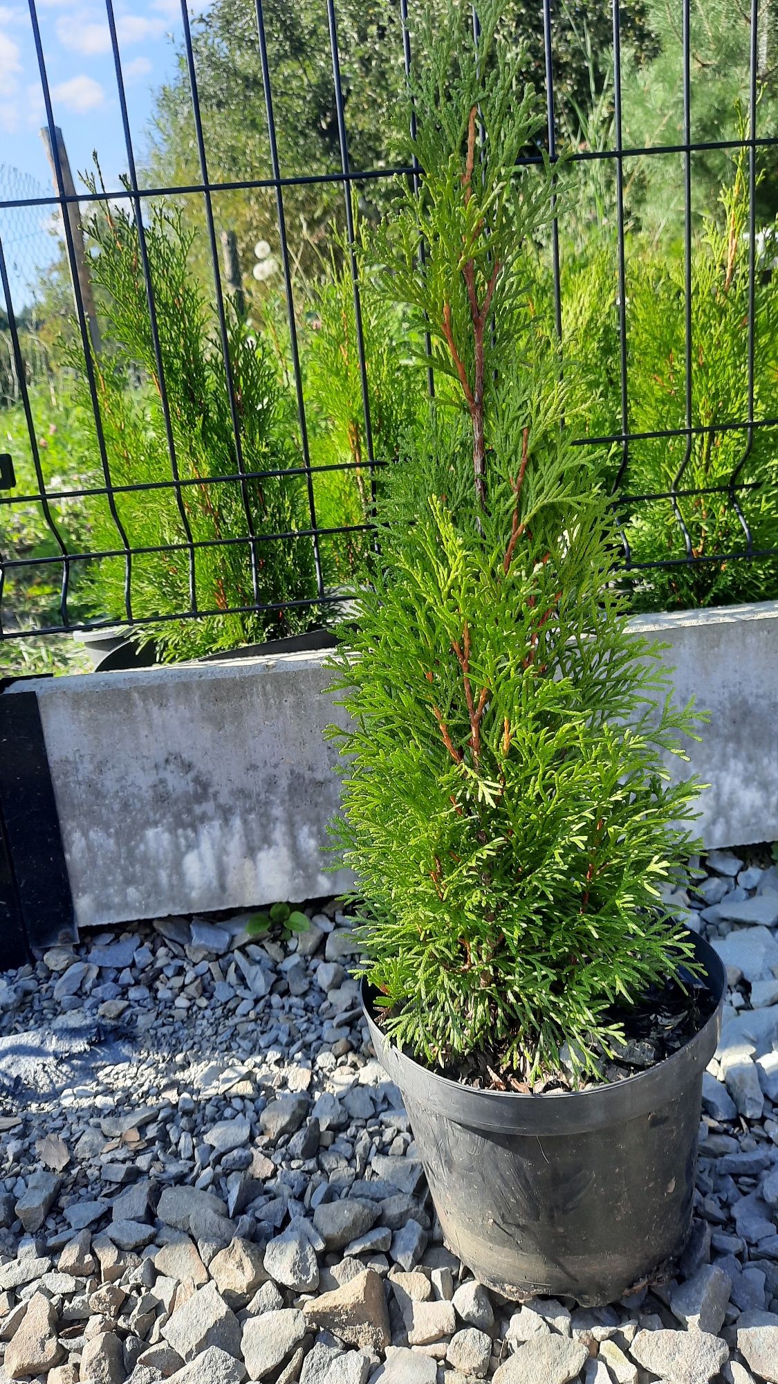 Thuja Szmaragd w doniczkach