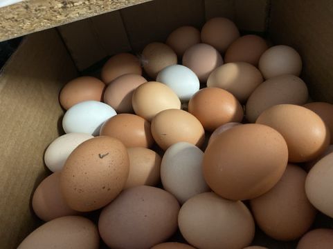 Ovos, frango do campo, galinhas e galos.