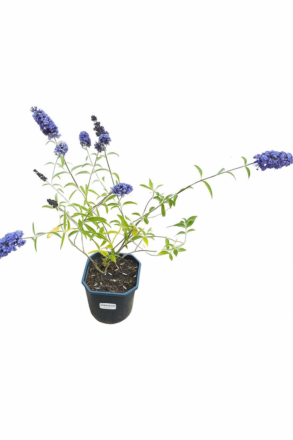 budleja davidi purple-fiolet