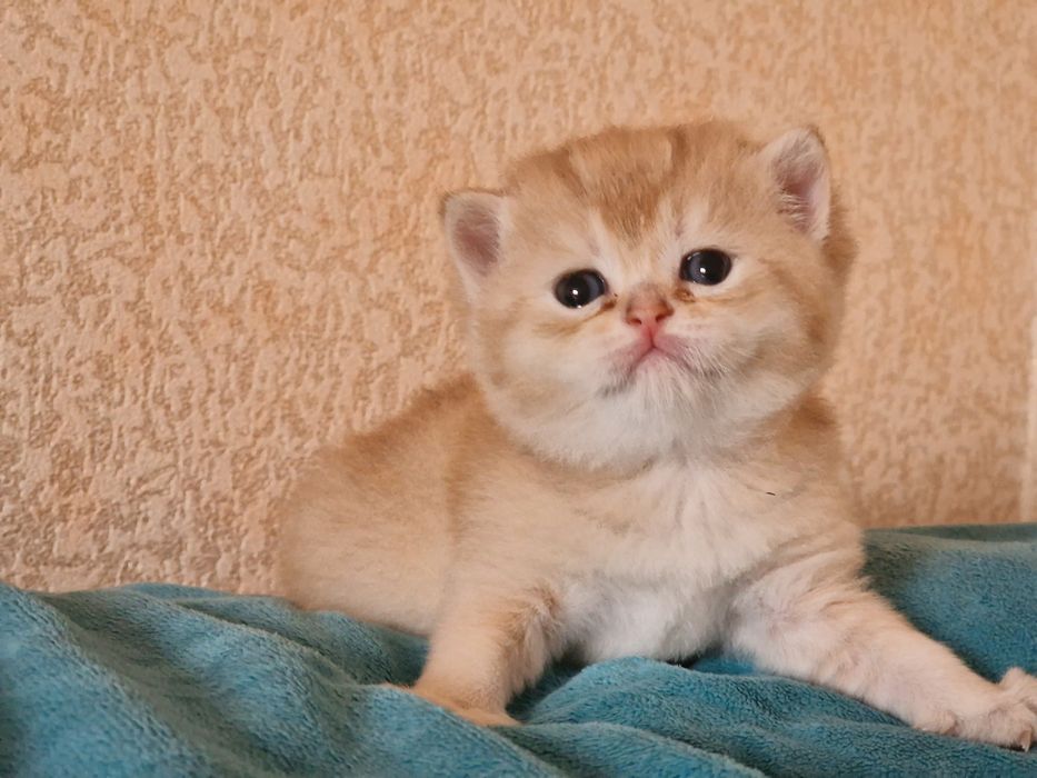 Розплідник Luxio Family пропонує кошенят золотої шиншили британської
