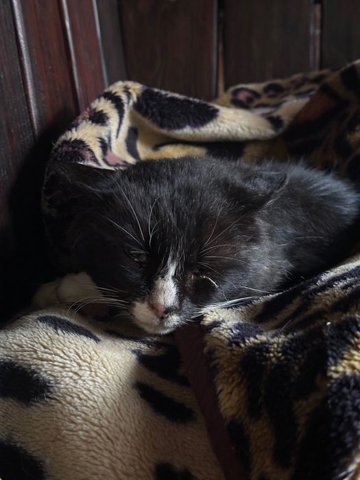 Знайдено кота. Чорний з білим. Вінниця, район Словʼянка