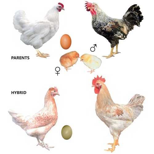 яйце домінанта GS902