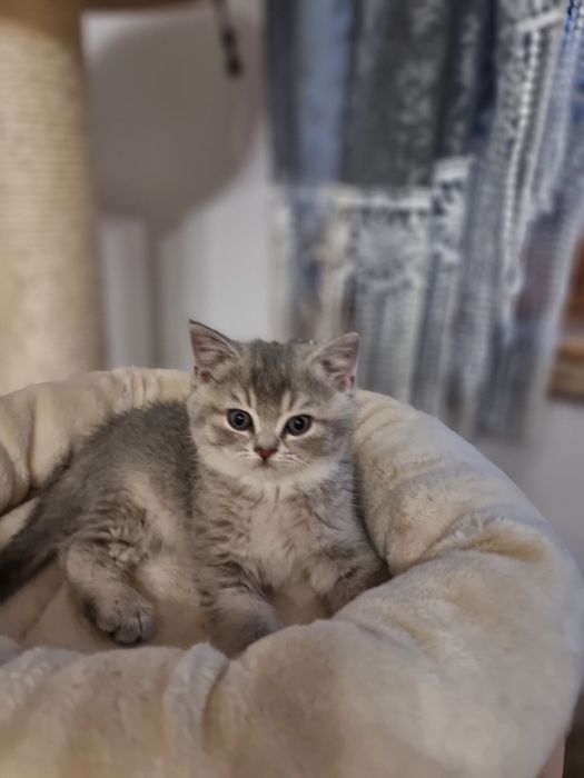 Kocurek niebiesko żłoty brytyjska