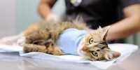 Кастрація кота 750, стерилізация кішки - 1200, в операційній клініки