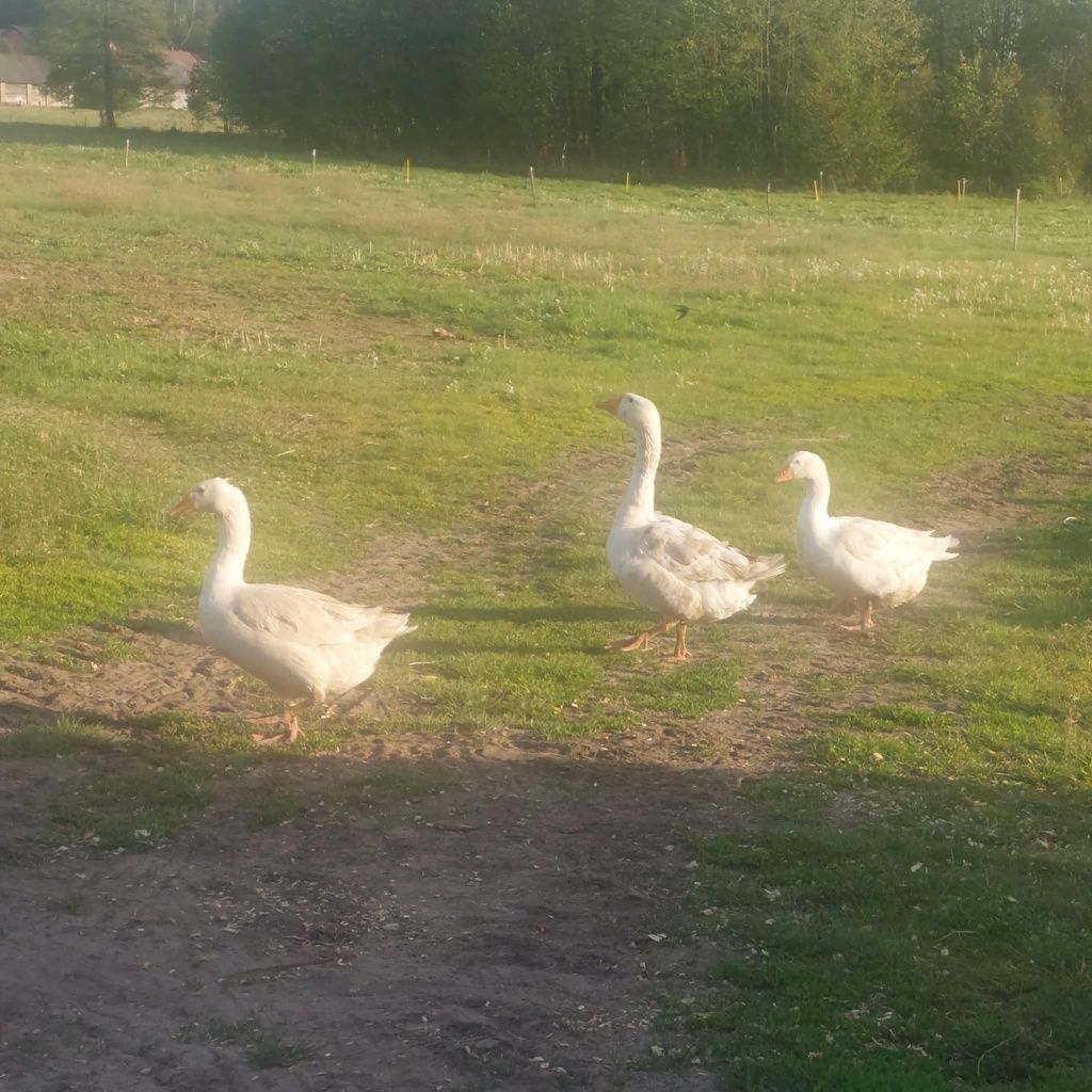 Gęsi,  jajka . Sprzedam
