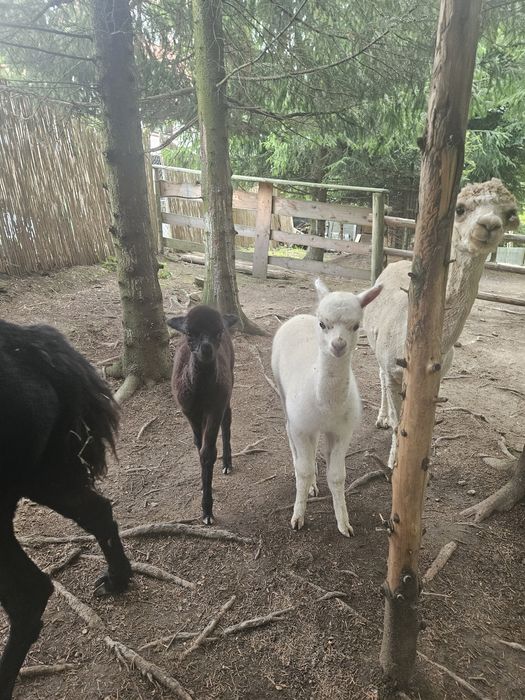 Alpaczki samczyki młode