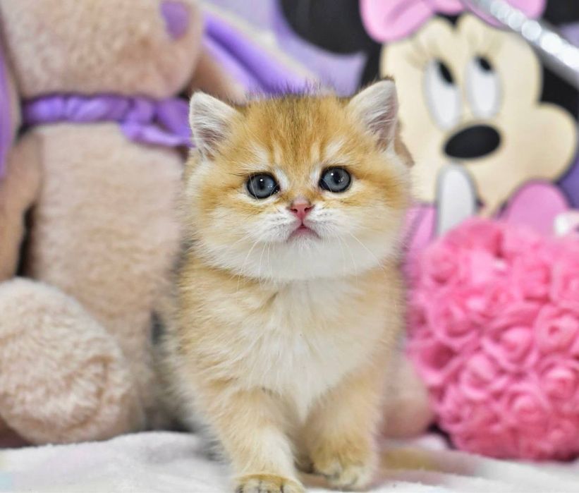 Чарівна красуня британська дівчинка