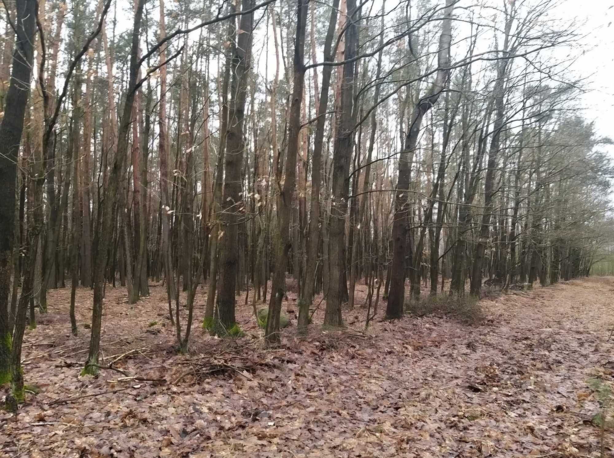 Sprzedam sosnę opałową na pniu