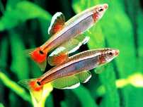 Peixe minnow disponivel