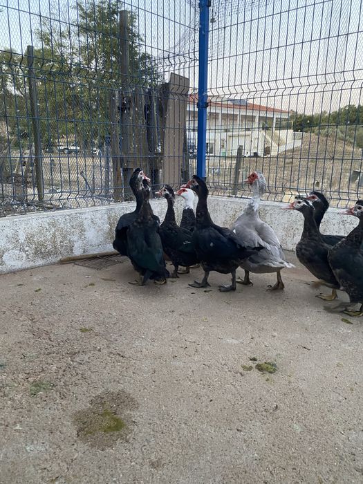 Patos mudos do campo