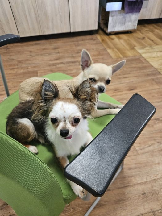 Reproduktor Krycie Chihuahua