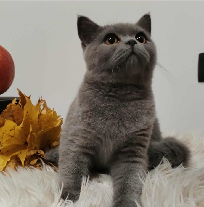 Kocięta Brytyjskie z rodowodem