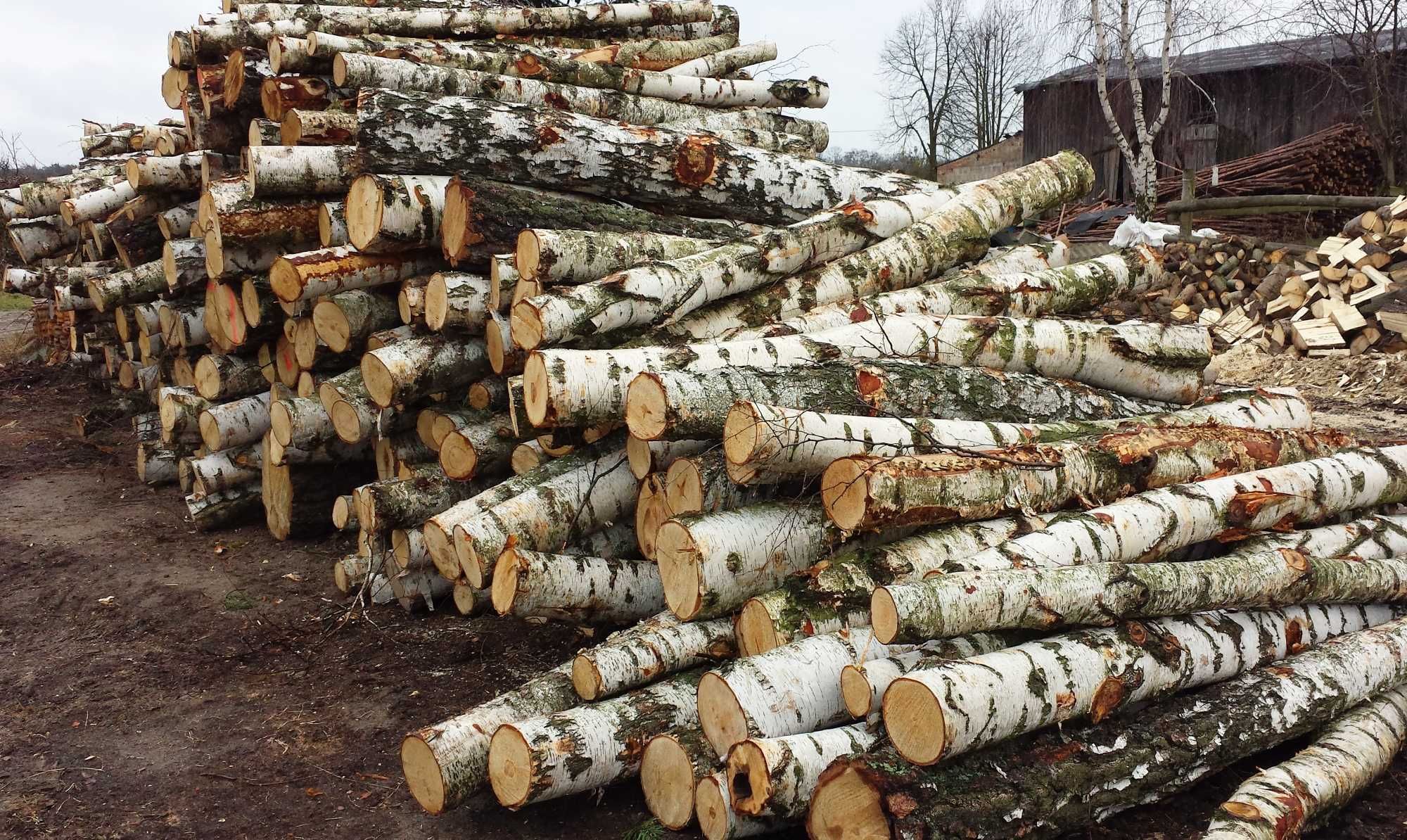 DrewKom drewno kominkowe BRZOZA kłoda dl. 2,5m S2a S2b transport HDS