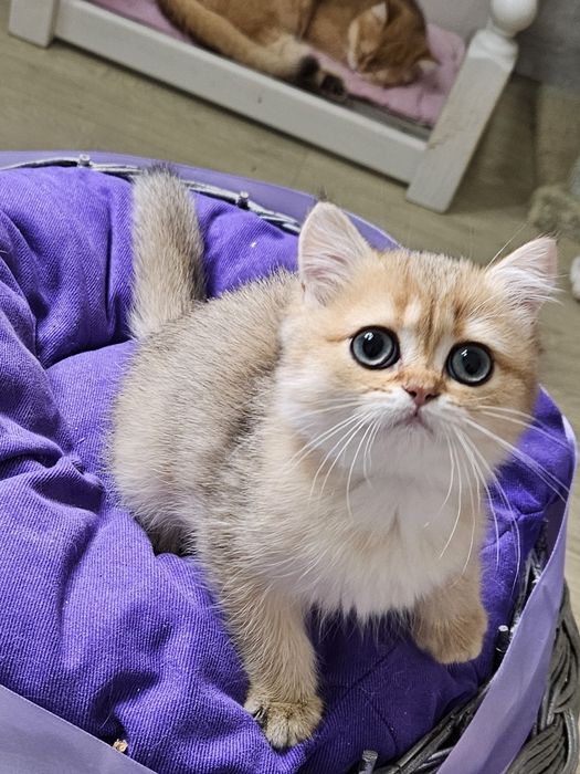 Золотая британская шиншилла кошечка кошка котята дівчинка