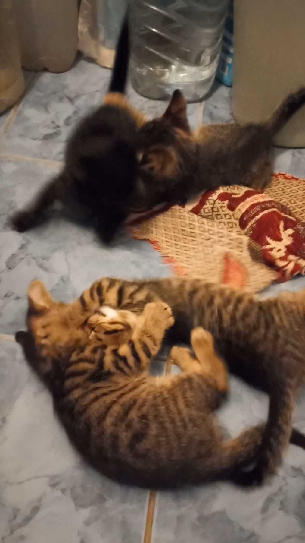 Отдаём котят 1,5 месяца.