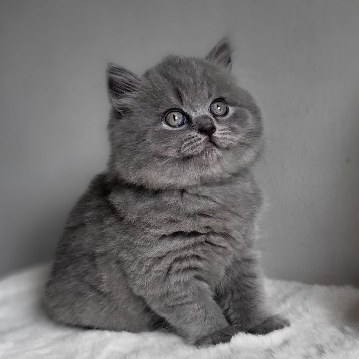 Kocięta brytyjskie krótko i długowłose z rodowodem FPL