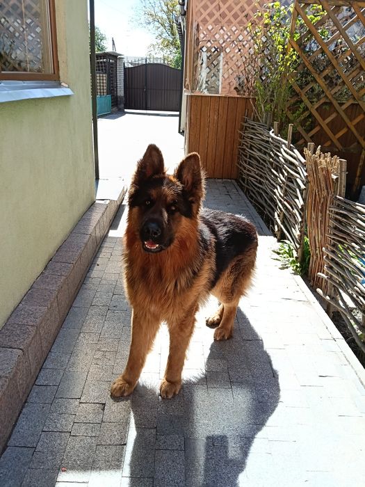 В'язка німецька вівчарка,кобель