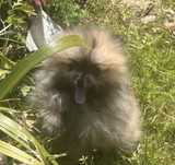 Menino spitz anao