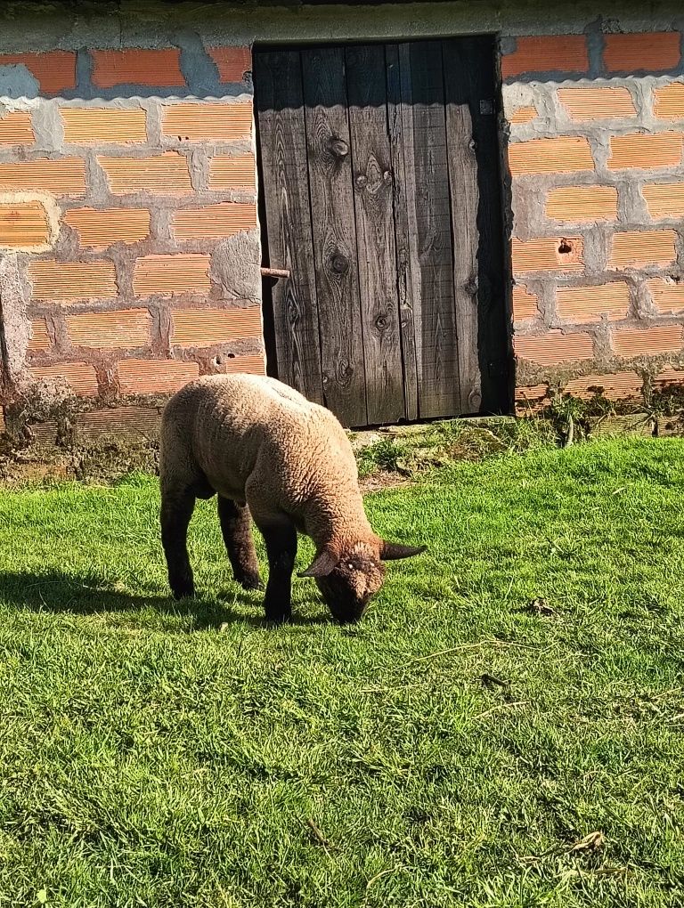Borrego Suffolk (macho/fêmea)
