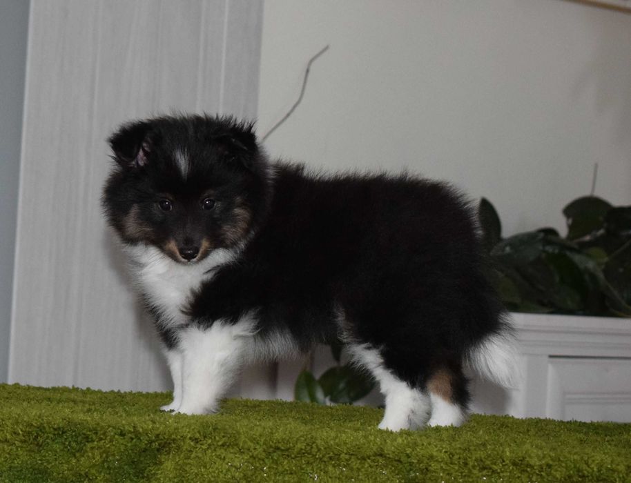 Owczarek szetlandzki sheltie z metryką ZKwP/ FCI skoczny jak piłeczka