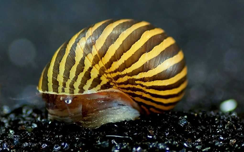 Ślimak Neritina natalensis ZEBRA - dowozimy, wysyłamy