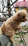 Bichpoo pochoon piesek z lokiem OSTATNIA do rezerwacji maltipoo