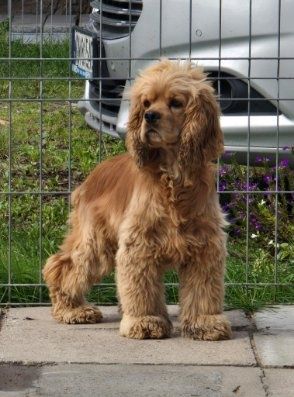 cocker spaniel amerykański