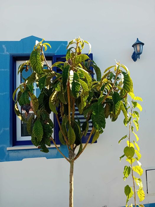 Nespereira com cerca de 1.70/1.80m