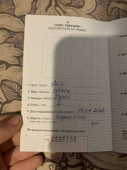 Чистокровная хаски