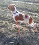 Spaniel Bretonski (Epagneul Breton FCI)