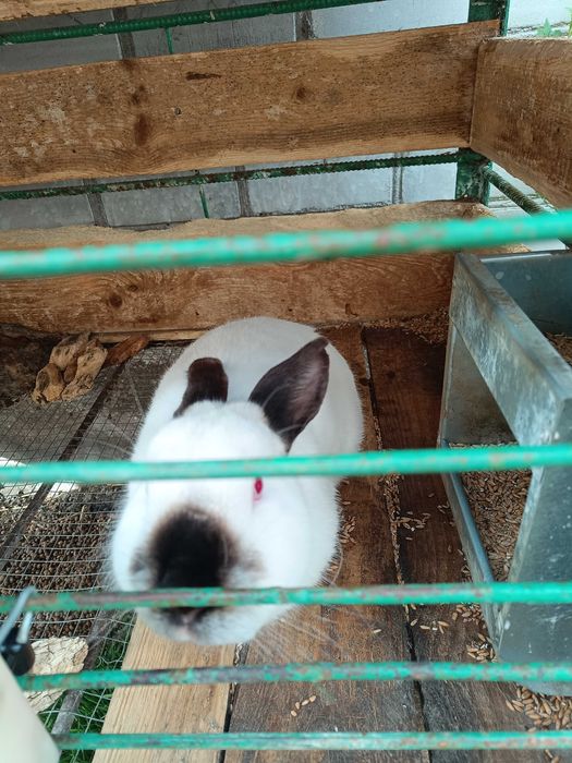 Króliki na sprzedaż