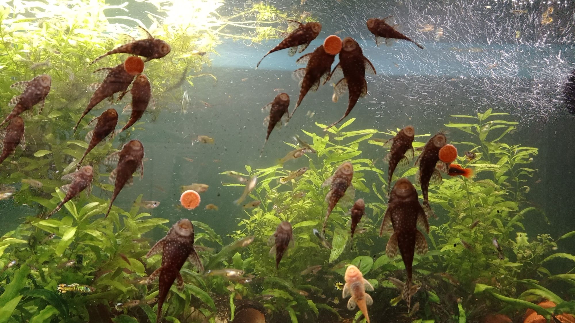Glonojady ancistrus dolichopterus zbrojnik niebieski