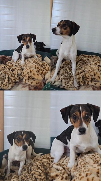 Tosia 6kg szuka świadomego domu