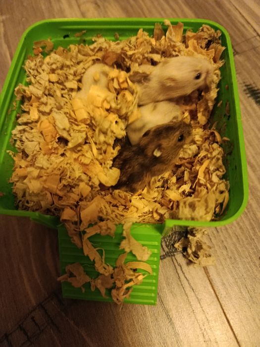 Продам Хом'яків .