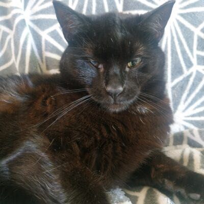 Gaja szuka kochającego domu